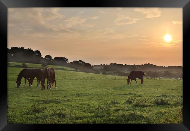 Morning Horses Framed Print by Simon West
