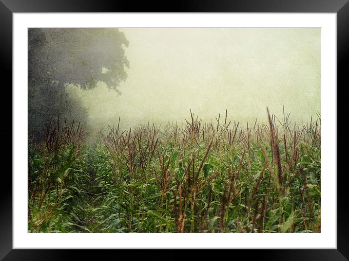 Corn field Framed Mounted Print by Dawn Cox