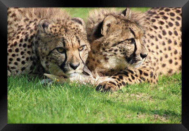 watching cheetahs Framed Print by Martyn Bennett