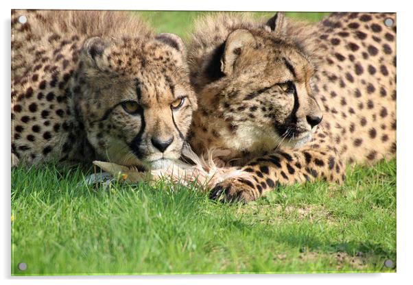 watching cheetahs Acrylic by Martyn Bennett