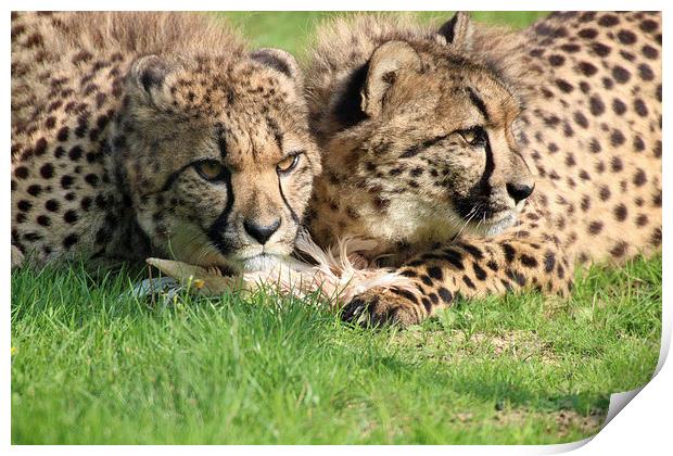watching cheetahs Print by Martyn Bennett
