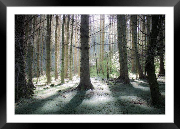 Enchanted Forest Framed Mounted Print by Gavin Wilson