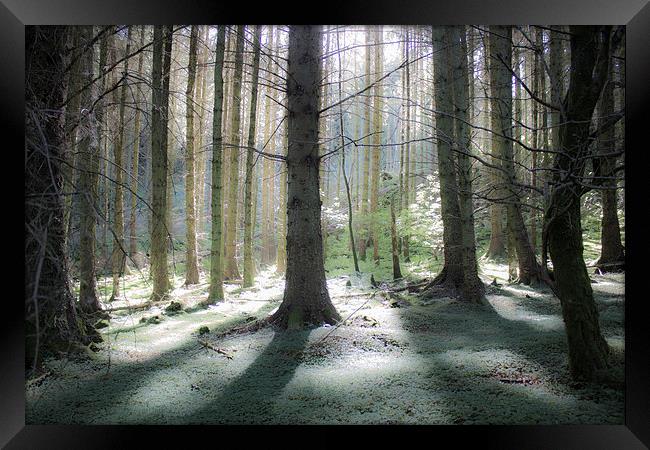 Enchanted Forest Framed Print by Gavin Wilson