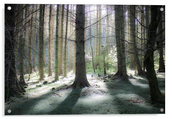 Enchanted Forest Acrylic by Gavin Wilson