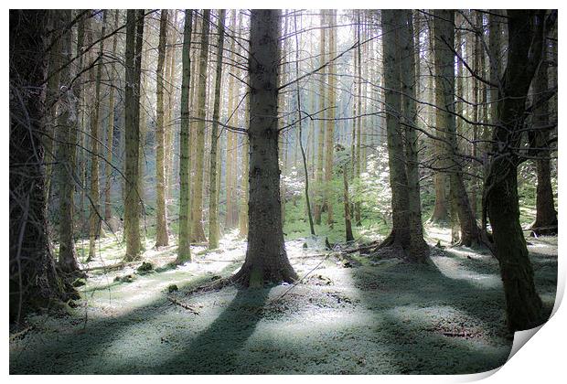 Enchanted Forest Print by Gavin Wilson