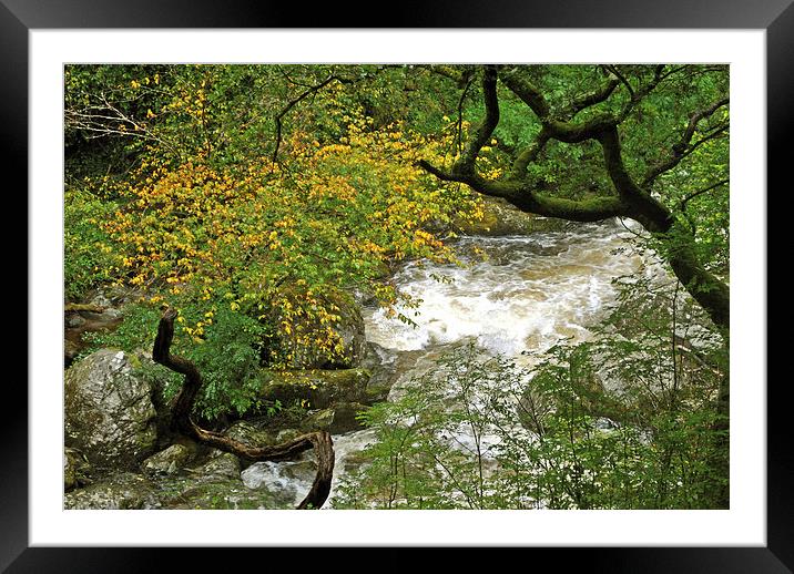 Autumn on the Lyn Framed Mounted Print by graham young