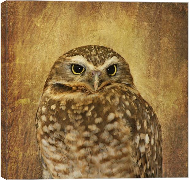 Owl Canvas Print by Kim Hojnacki