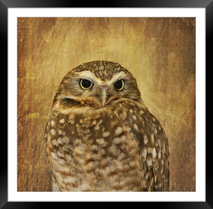 Owl Framed Mounted Print by Kim Hojnacki