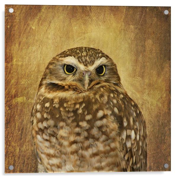 Owl Acrylic by Kim Hojnacki