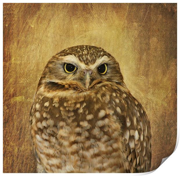 Owl Print by Kim Hojnacki