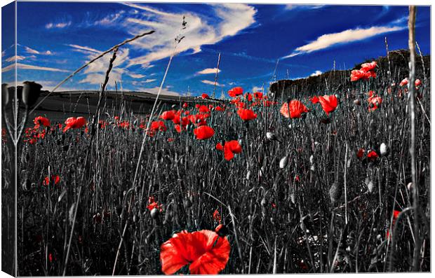 Red Poppy and Blue Sky Canvas Print by Scott Anderson