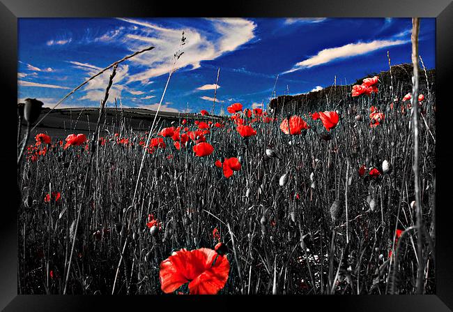 Red Poppy and Blue Sky Framed Print by Scott Anderson