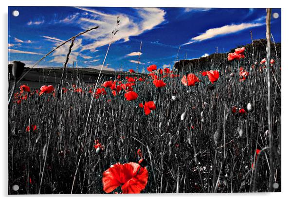 Red Poppy and Blue Sky Acrylic by Scott Anderson