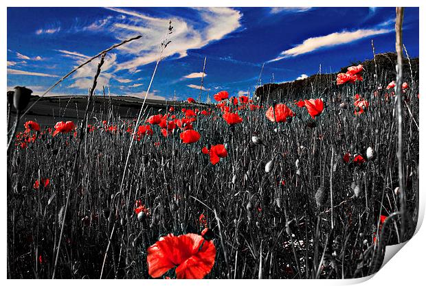 Red Poppy and Blue Sky Print by Scott Anderson