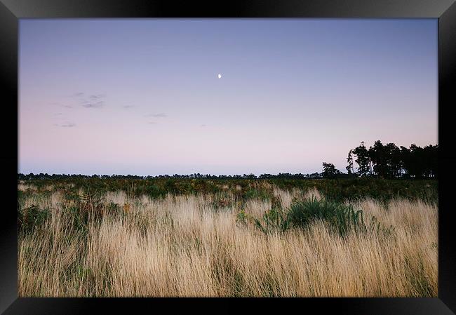 Moon and twilight sky over open area of felled for Framed Print by Liam Grant