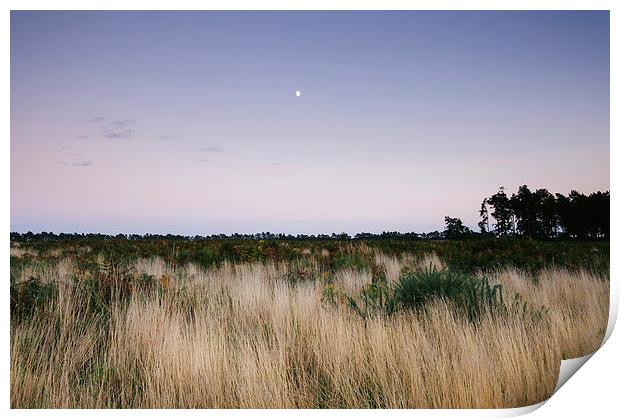 Moon and twilight sky over open area of felled for Print by Liam Grant
