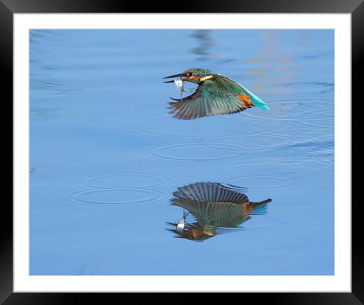 Kingfisher / Reflection. Framed Mounted Print by Don Davis