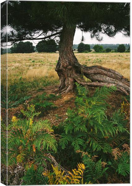 Pine tree with an exposed and twisted trunk. Canvas Print by Liam Grant