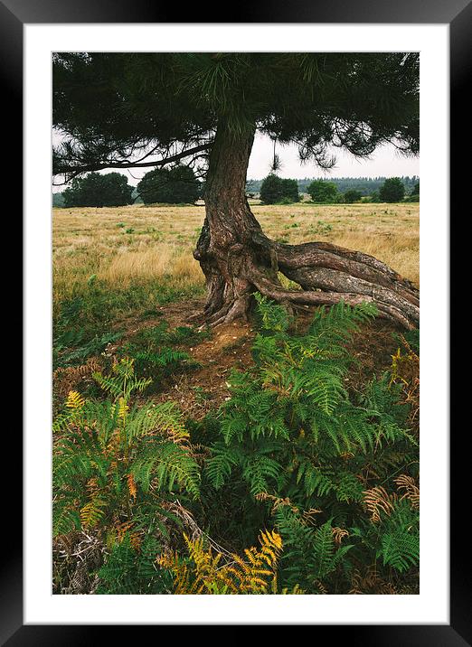 Pine tree with an exposed and twisted trunk. Framed Mounted Print by Liam Grant
