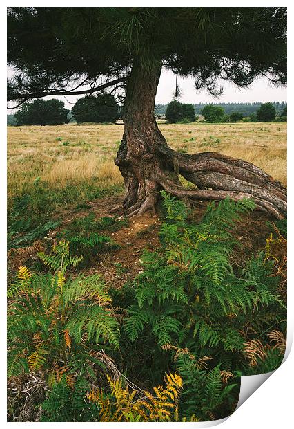 Pine tree with an exposed and twisted trunk. Print by Liam Grant