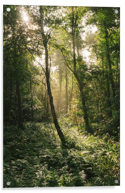 Morning sunlight through misty deciduous woodland. Acrylic by Liam Grant