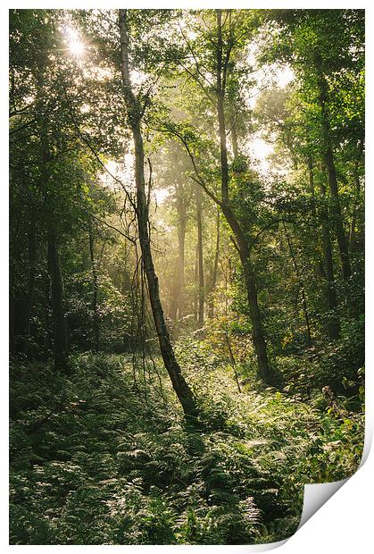 Morning sunlight through misty deciduous woodland. Print by Liam Grant