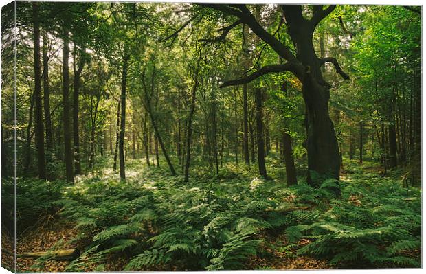 Morning sunlight through misty deciduous woodland. Canvas Print by Liam Grant