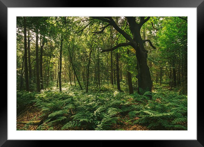 Morning sunlight through misty deciduous woodland. Framed Mounted Print by Liam Grant