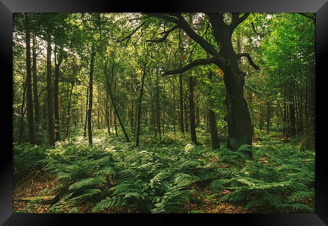 Morning sunlight through misty deciduous woodland. Framed Print by Liam Grant