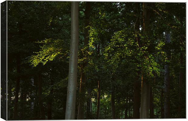 Evening sunlight on the leaves of a Beech tree. Canvas Print by Liam Grant