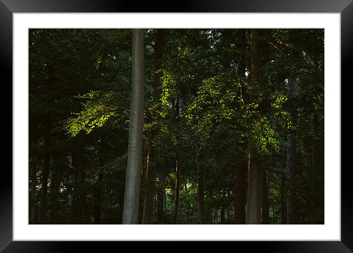 Evening sunlight on the leaves of a Beech tree. Framed Mounted Print by Liam Grant