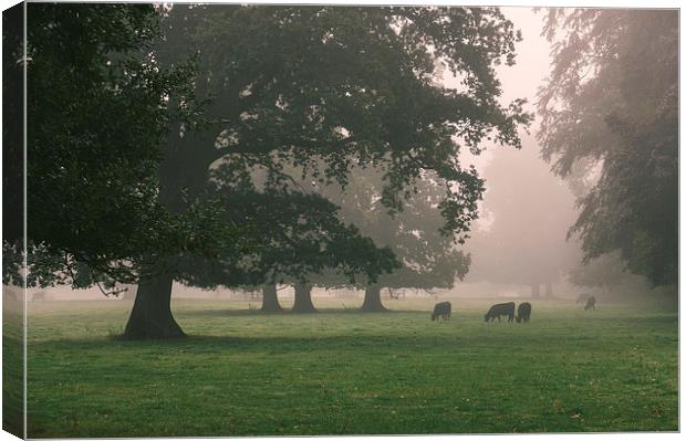 Cattle and trees in heavy fog. Canvas Print by Liam Grant