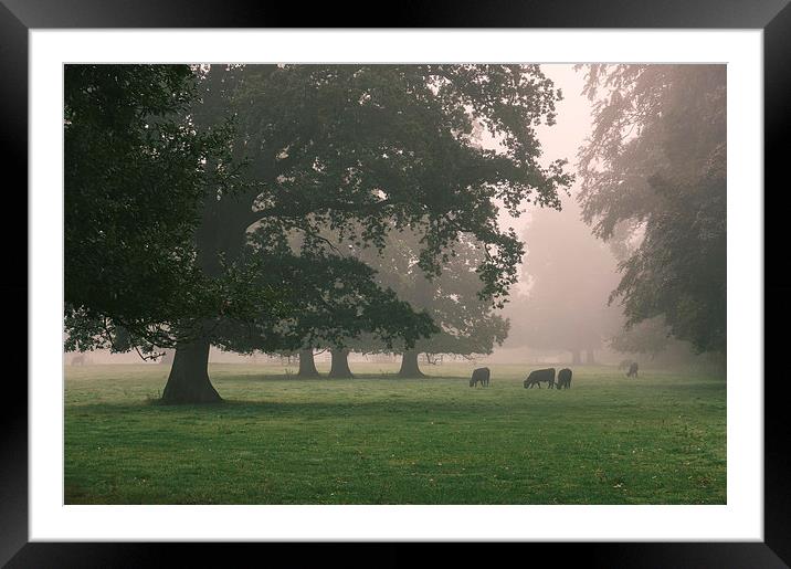 Cattle and trees in heavy fog. Framed Mounted Print by Liam Grant