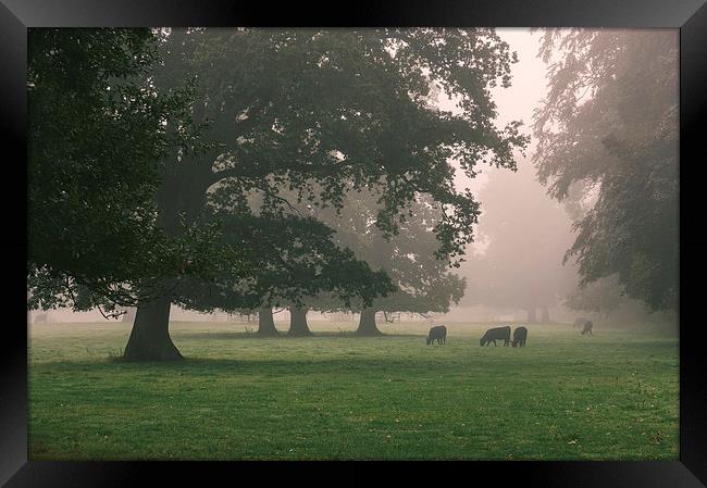 Cattle and trees in heavy fog. Framed Print by Liam Grant