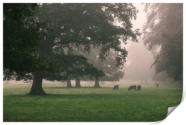 Cattle and trees in heavy fog. Print by Liam Grant