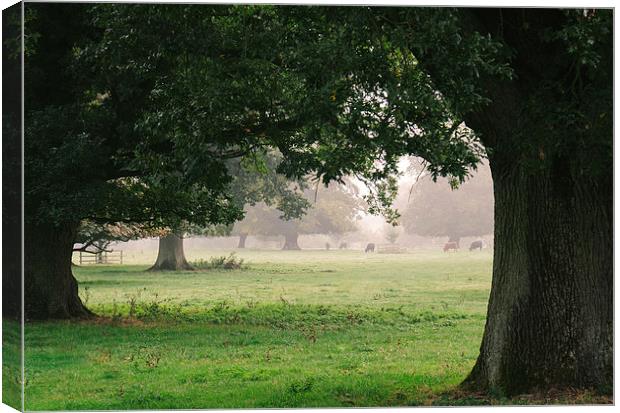 Cattle and trees in morning fog. Canvas Print by Liam Grant