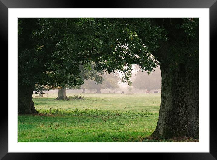 Cattle and trees in morning fog. Framed Mounted Print by Liam Grant