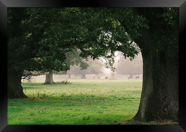 Cattle and trees in morning fog. Framed Print by Liam Grant