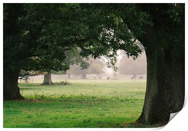 Cattle and trees in morning fog. Print by Liam Grant