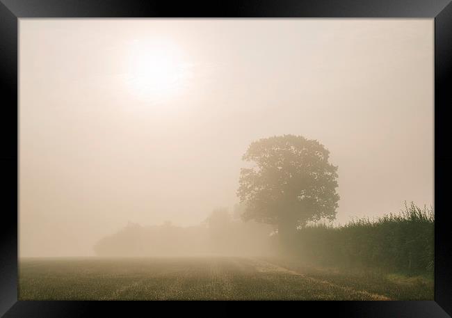 Sunrise burning through heavy fog over countryside Framed Print by Liam Grant