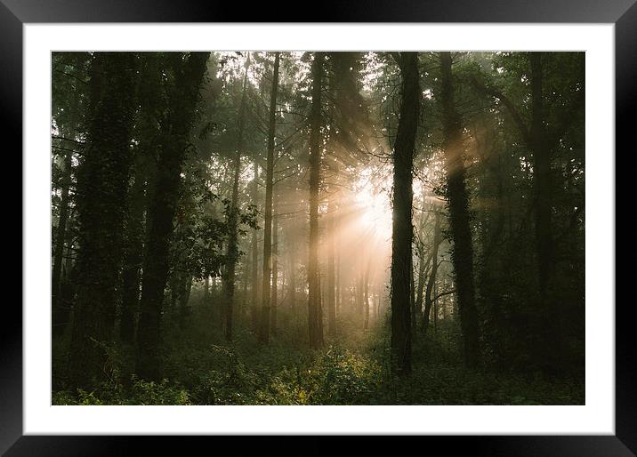 Morning sunrise casting beams of light in dense fo Framed Mounted Print by Liam Grant