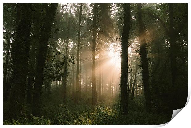 Morning sunrise casting beams of light in dense fo Print by Liam Grant
