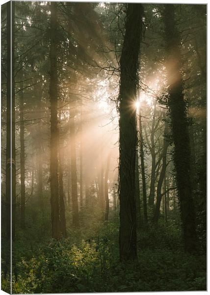 Morning sunrise casting beams of light in dense fo Canvas Print by Liam Grant