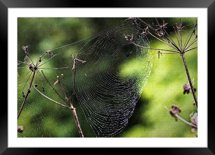 Spiders Web covered in dew Framed Mounted Print by Jim Jones