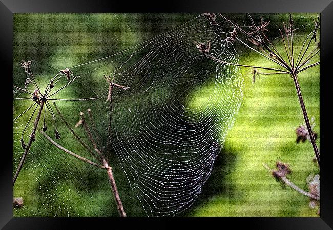 Spiders Web covered in dew Framed Print by Jim Jones