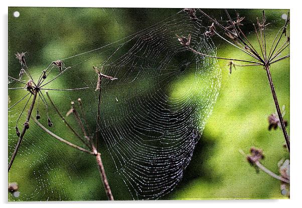 Spiders Web covered in dew Acrylic by Jim Jones