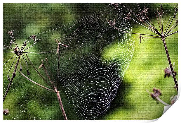 Spiders Web covered in dew Print by Jim Jones