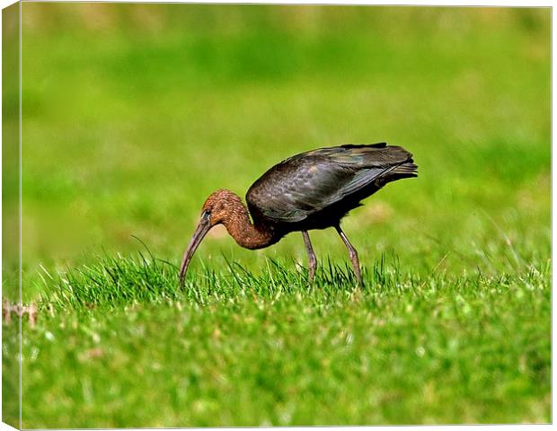 Glossy Ibis Canvas Print by Paul Scoullar