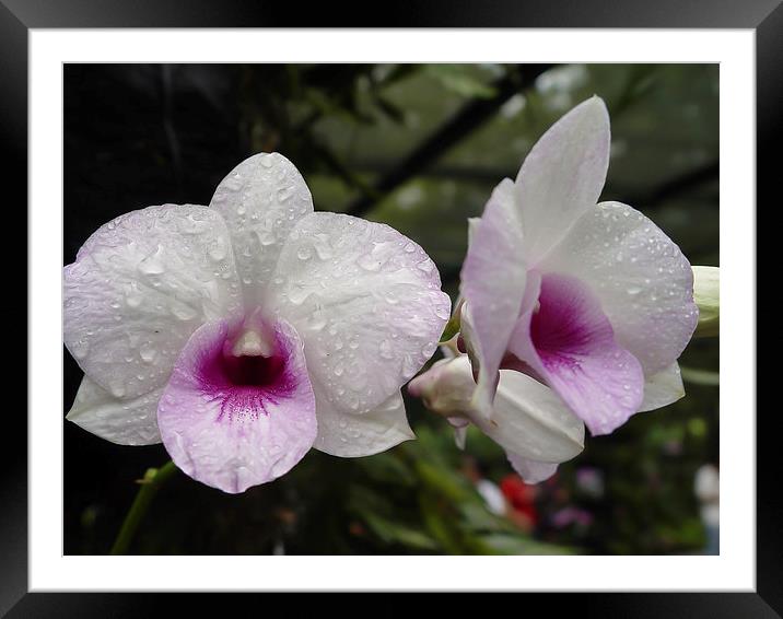 Singapore Orchid Framed Mounted Print by colin chalkley
