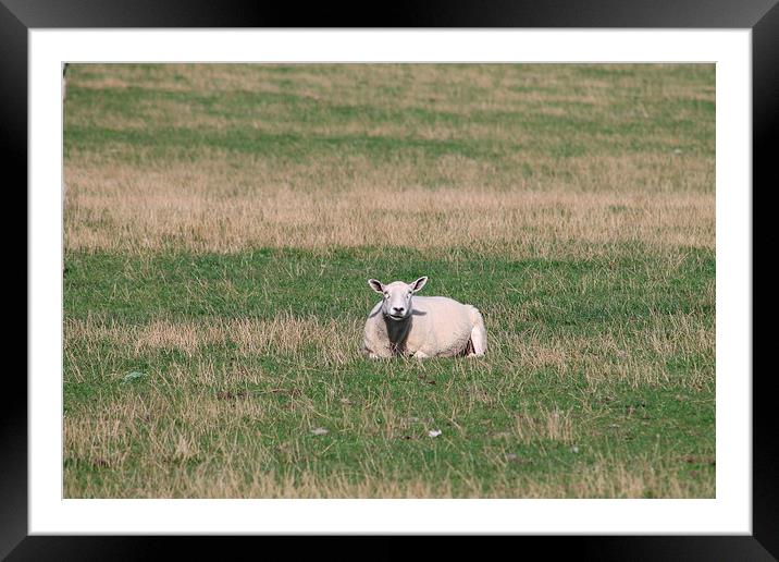 Smiling Sheep Framed Mounted Print by Juha Remes